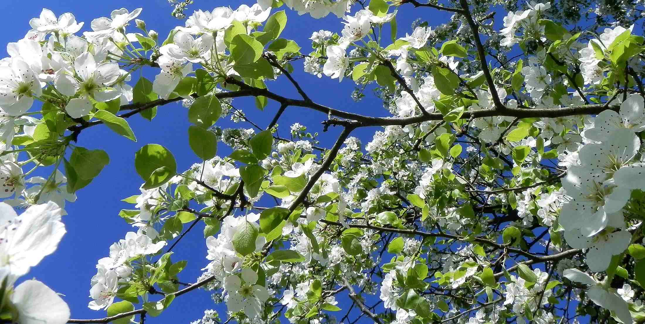 DSCN4300_01_01 Fleurs de poiriers.